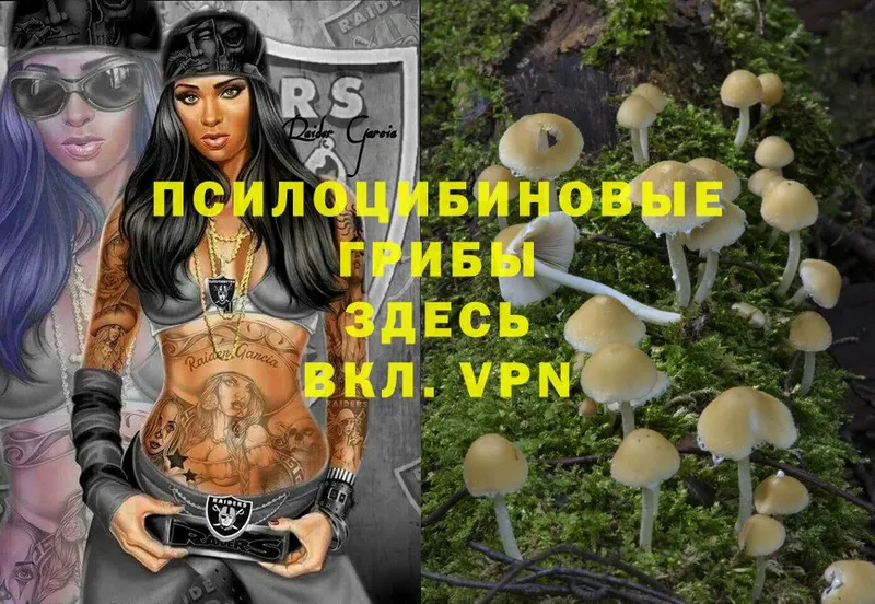 Галлюциногенные грибы MAGIC MUSHROOMS  где найти   Ефремов 